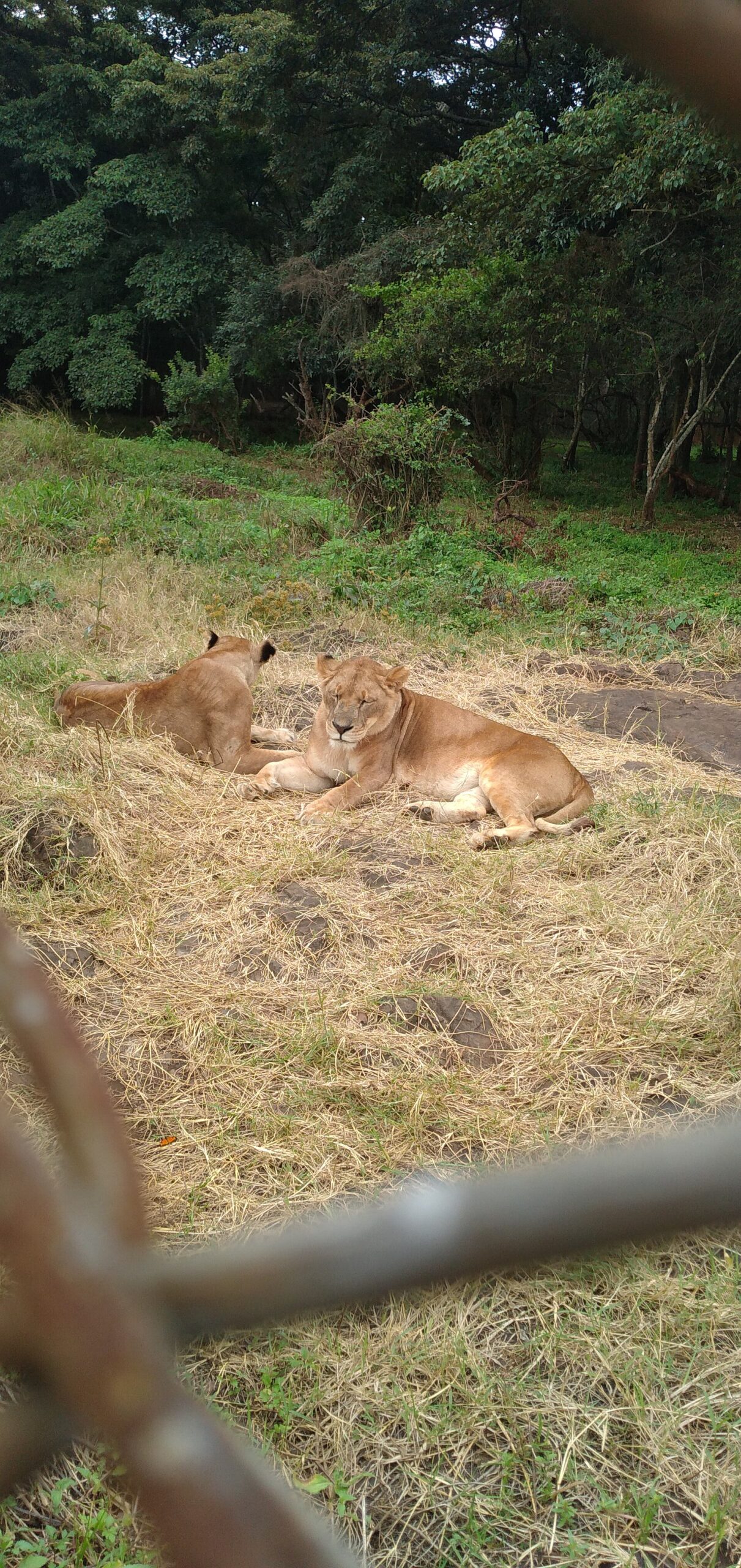 Zwei Löwinnen im Nairobi Safari Walk