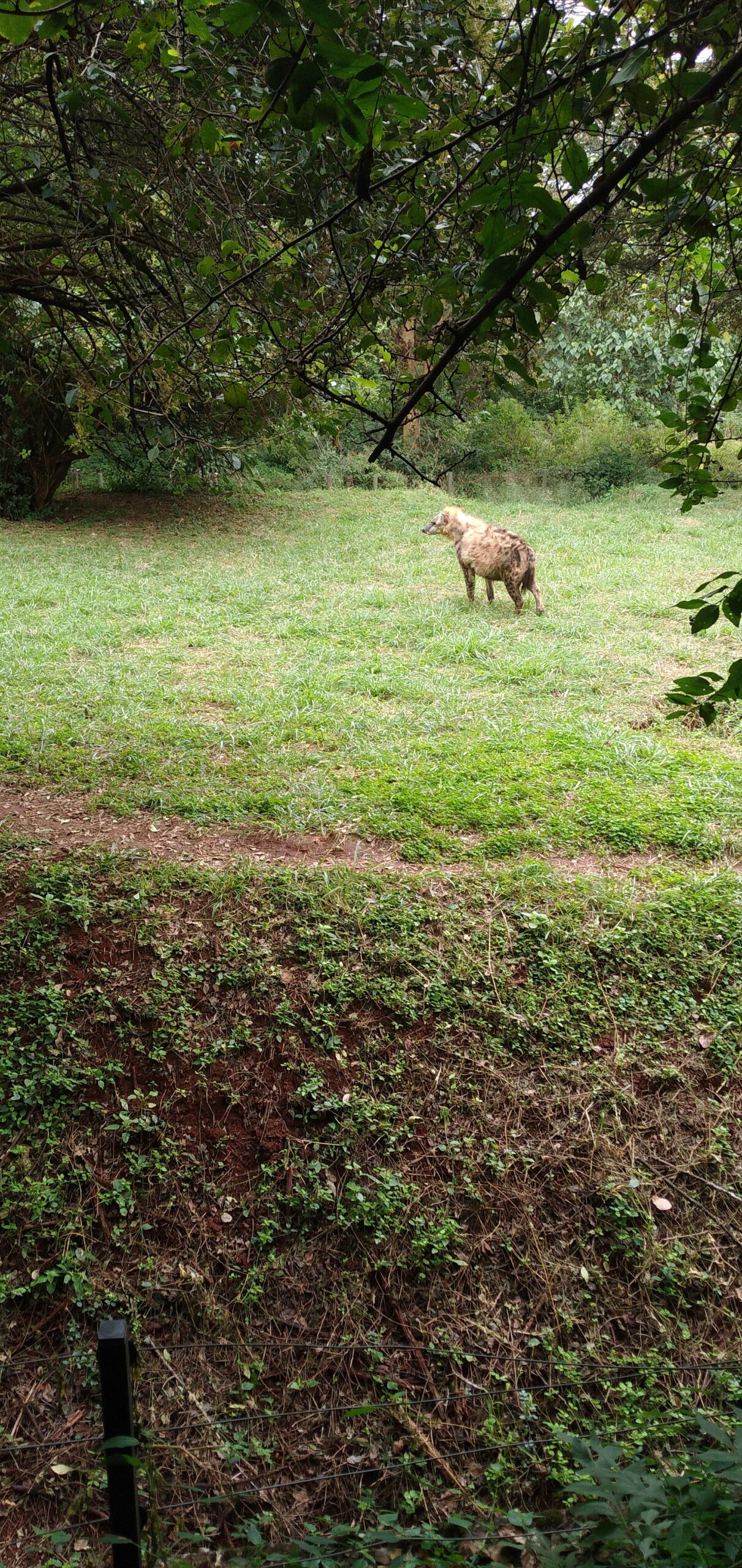 Tüpfelhyäne im Nairobi Safari Walk